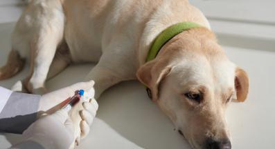 куче кръв донор