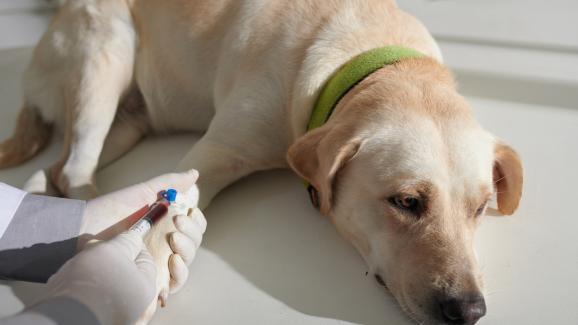 куче кръв донор