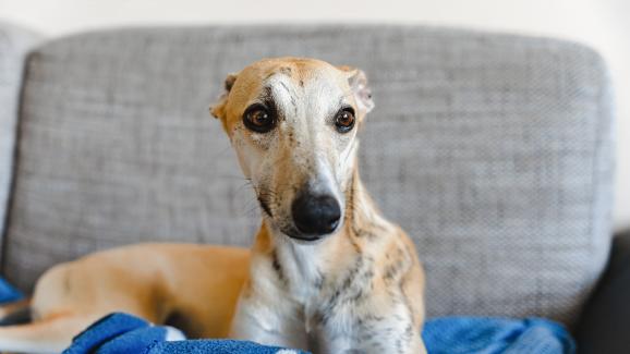 10 най-тихи и спокойни породи кучета