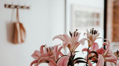 Най-добрите коледни песни за стимулиране на растежа на стайните растения