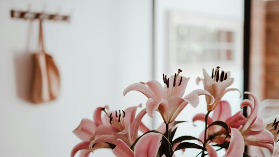 Най-добрите коледни песни за стимулиране на растежа на стайните растения