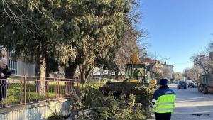 паднали дървета