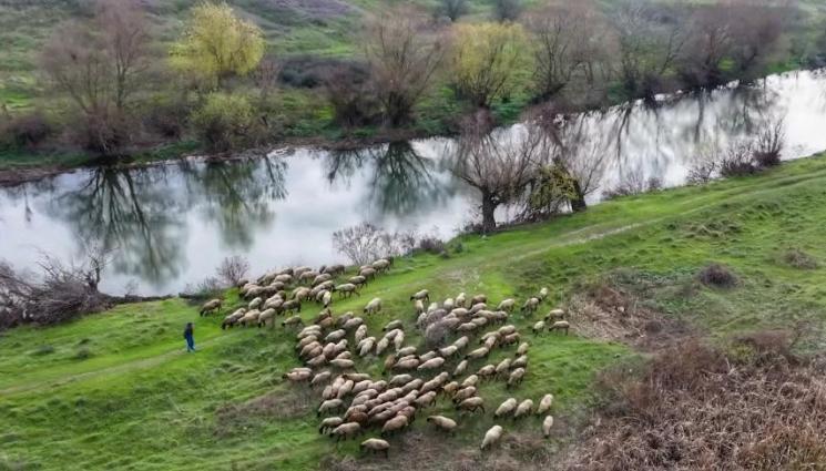 кооператив овче сирене - Първото овче сирене от БГ кооператив е на пазара