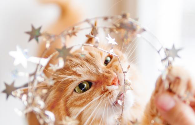 Котка по време на Нова година