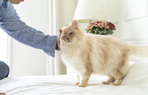 Домашна котка