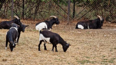 зоопарк София