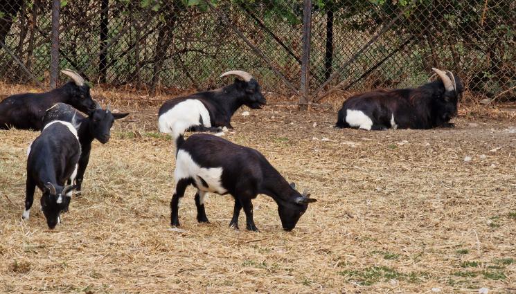 зоопарк София - Затварят Софийския зоопарк заради еврото!