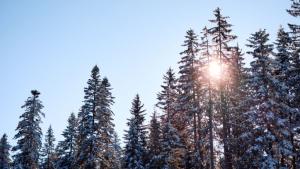 слънчев зимен ден