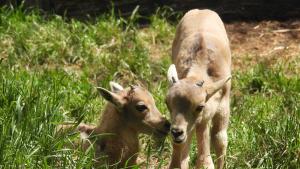 бебета зоопарк