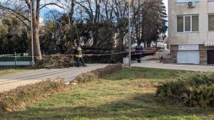 Голямо иглолистно дърво падна в централната част на Перник Инцидентът