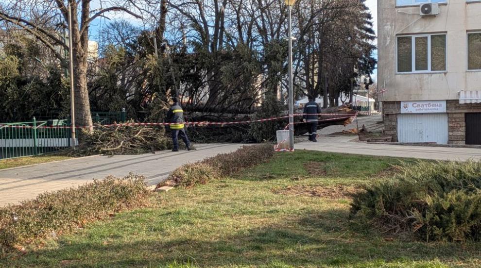 Силният вятър събори дърво в Перник