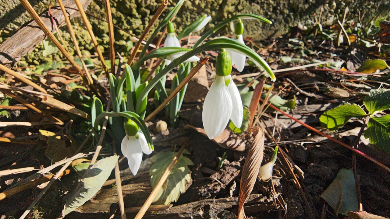Кокичета в Казанлък