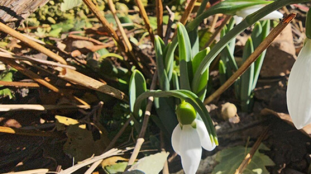 Първите кокичета цъфнаха в Казанлък
