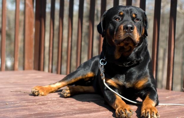 куче агресивно