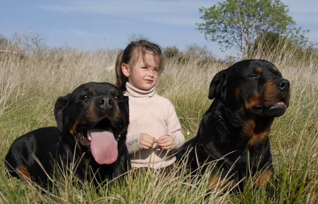 куче агресивно