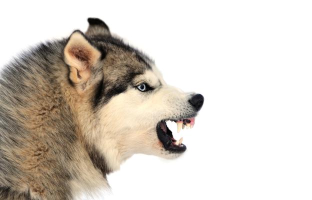 куче агресивно