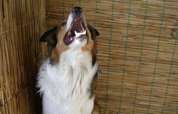 куче агресивно