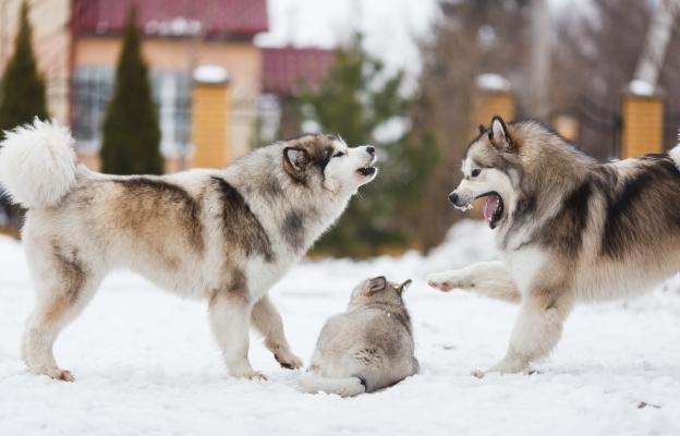 куче агресивно