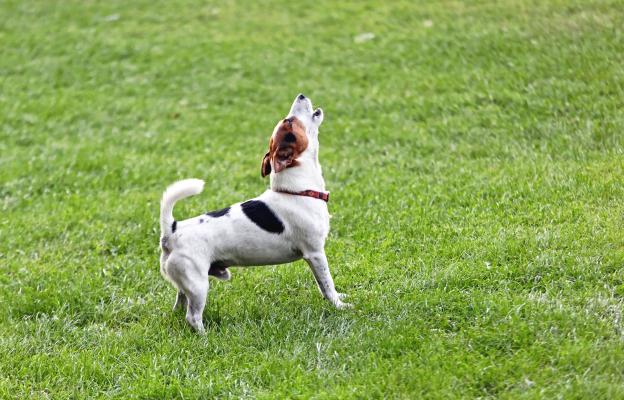 куче агресивно