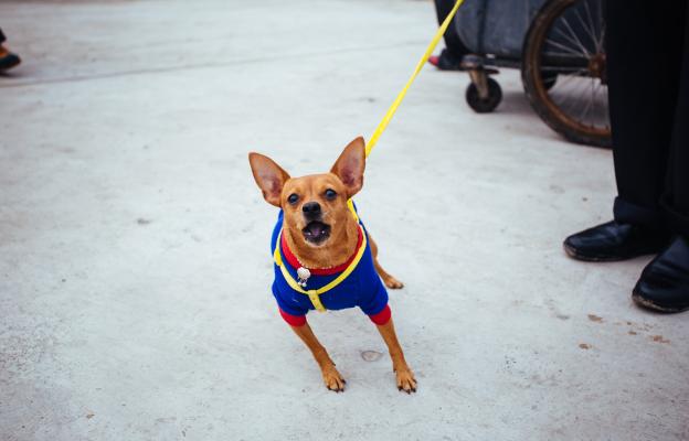 куче агресивно