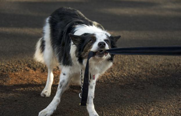 куче агресивно