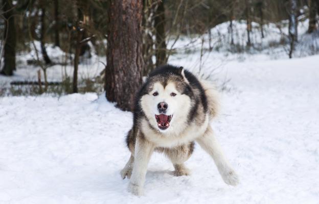 куче агресивно