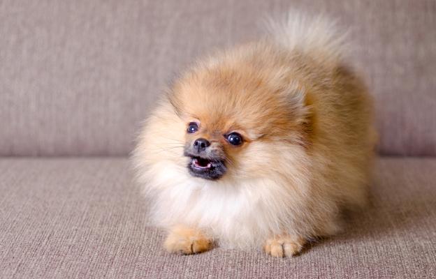 куче агресивно