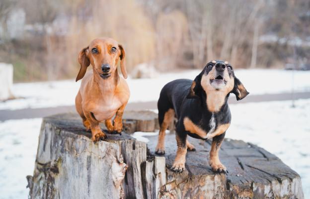 куче агресивно