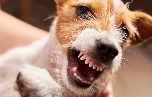куче агресивно