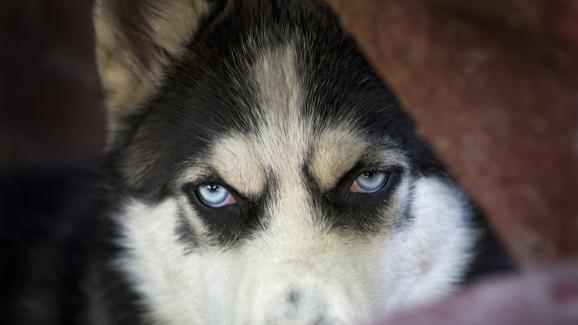 Тези популярни породи кучета могат да са по-агресивни, отколкото си мислите