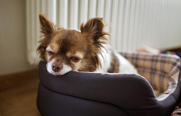 куче агресивно