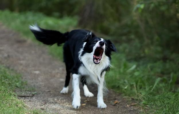 куче агресивно