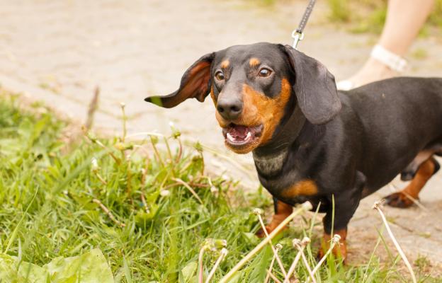 куче агресивно