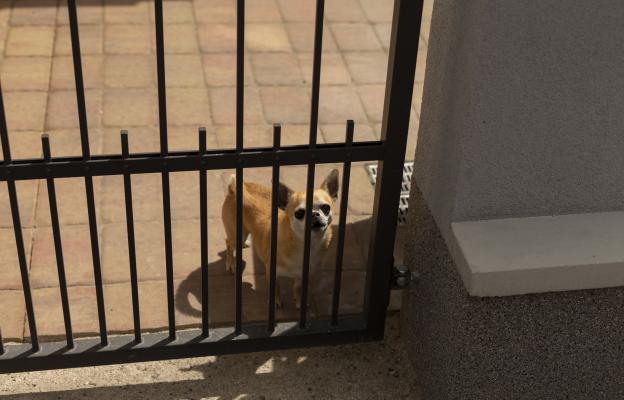 куче агресивно