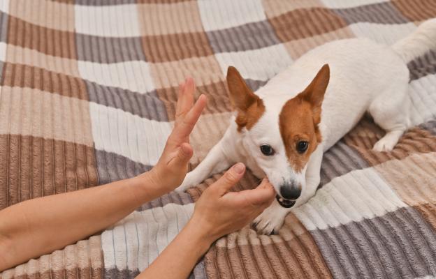 куче агресивно