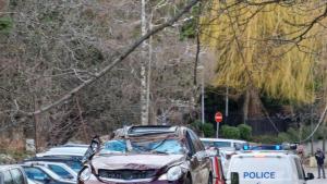 дърво Витоша