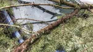 Силният буреносен вятър прекърши борове в курорта Боровец съобщи Meteo