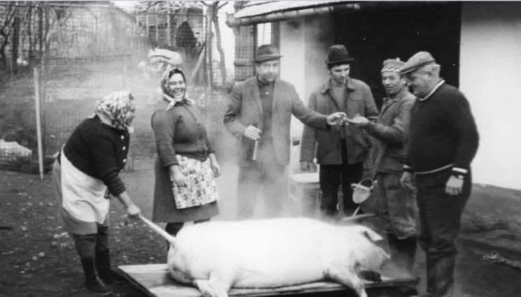 Колене на прасе - Прасето храни фамилията цяла година