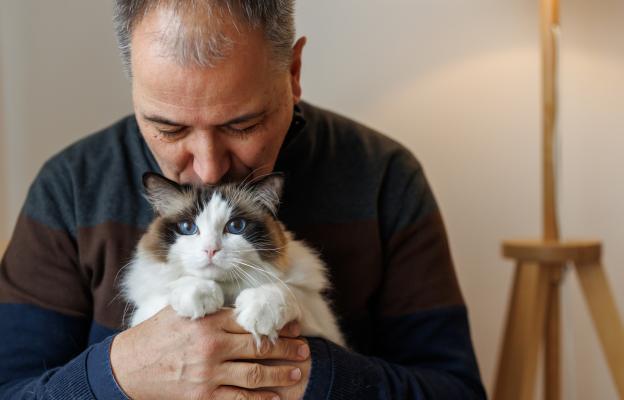 Домашна котка