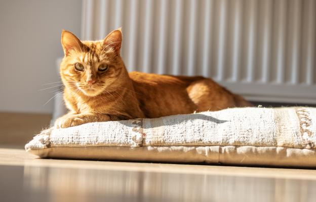 Домашна котка