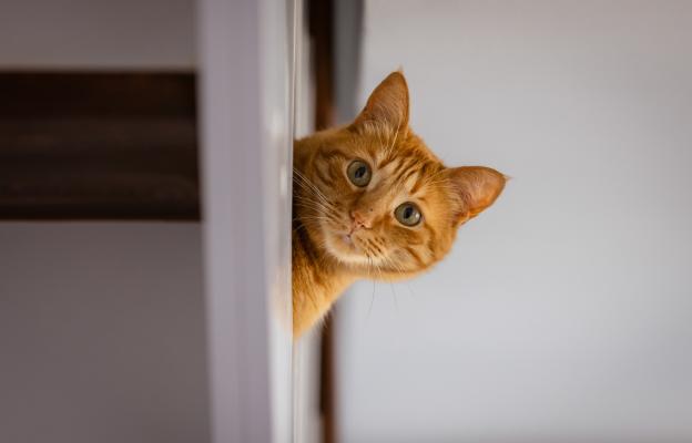 Домашна котка