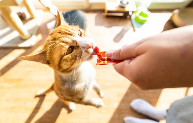 Котка яде лакомства