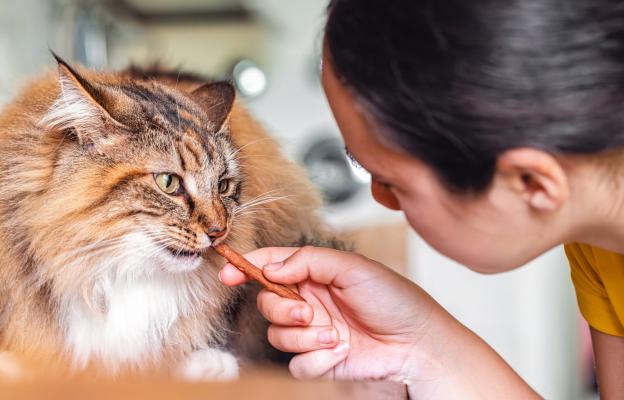 Котка яде лакомства