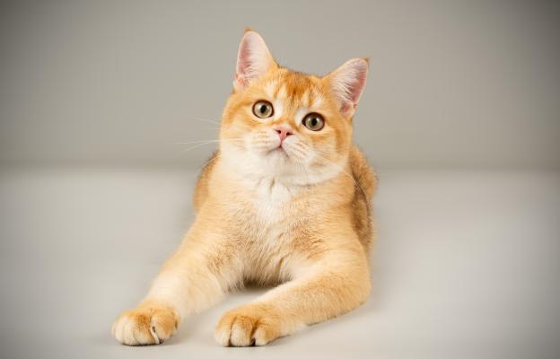 Шотландска права котка