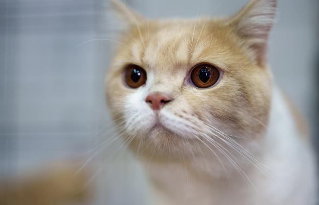 Шотландска права котка