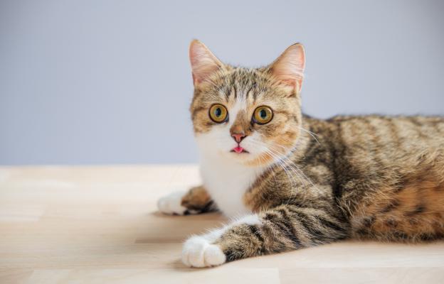 Шотландска права котка