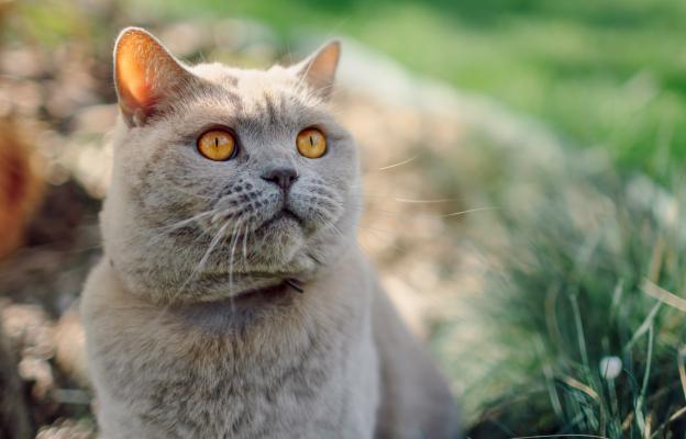 Шотландска права котка