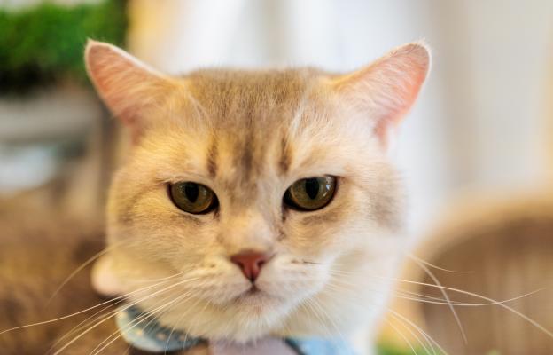 Шотландска права котка