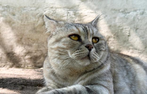 Шотландска права котка