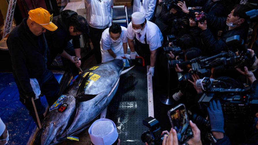 Зрелище за милиони: Търг за риба тон в Япония